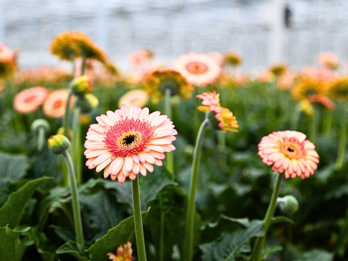 Visiting Oudijk Gerbera - Together for Quality