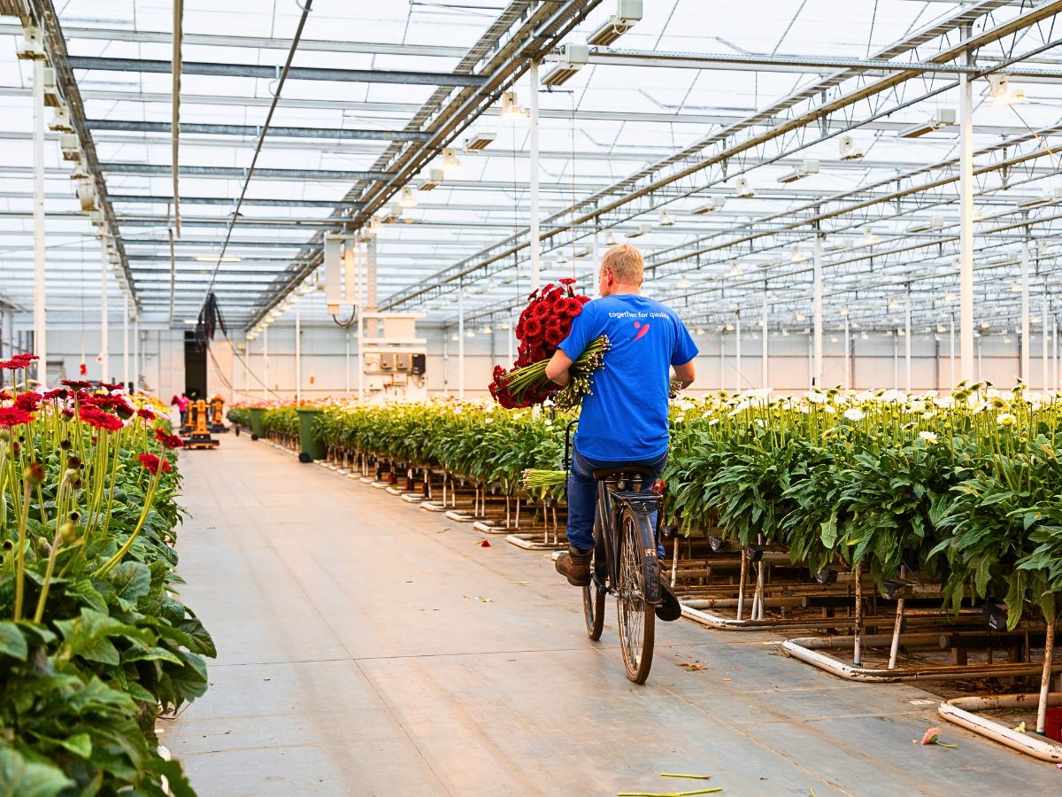 Visiting Oudijk Gerbera - Together for Quality