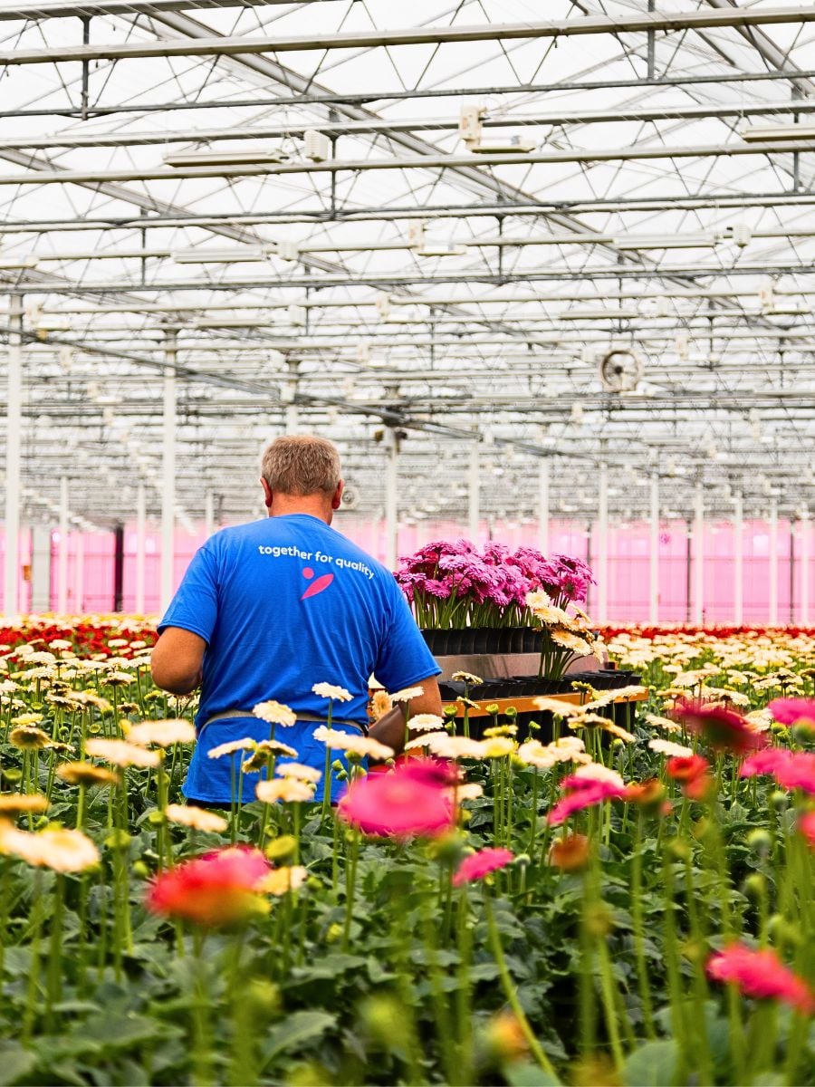 How Does Gerbera Breeding Work?