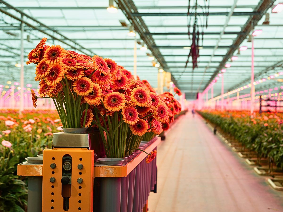 Visiting Oudijk Gerbera - Together for Quality