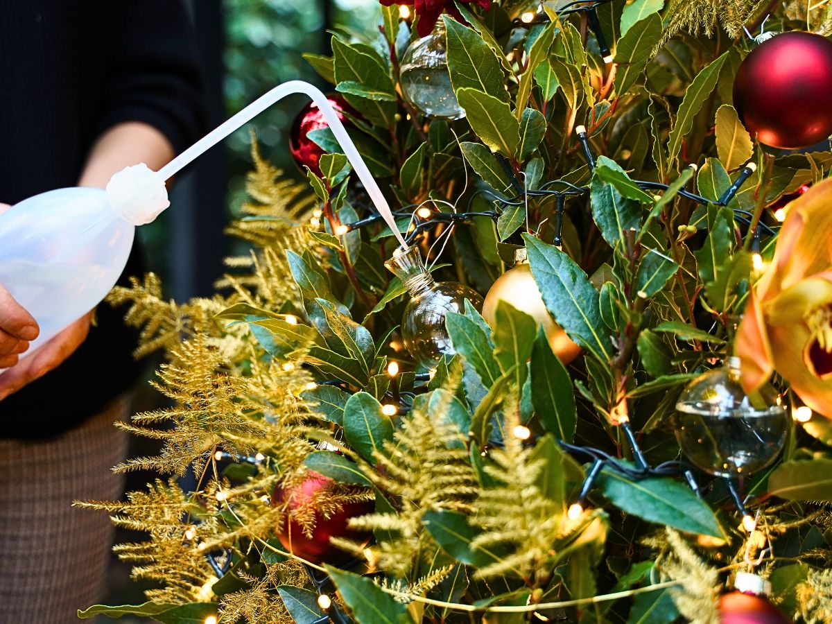 Decorum Plants and Flowers Indoors Can Brighten Up Your Dark and Gloomy Wintry Months