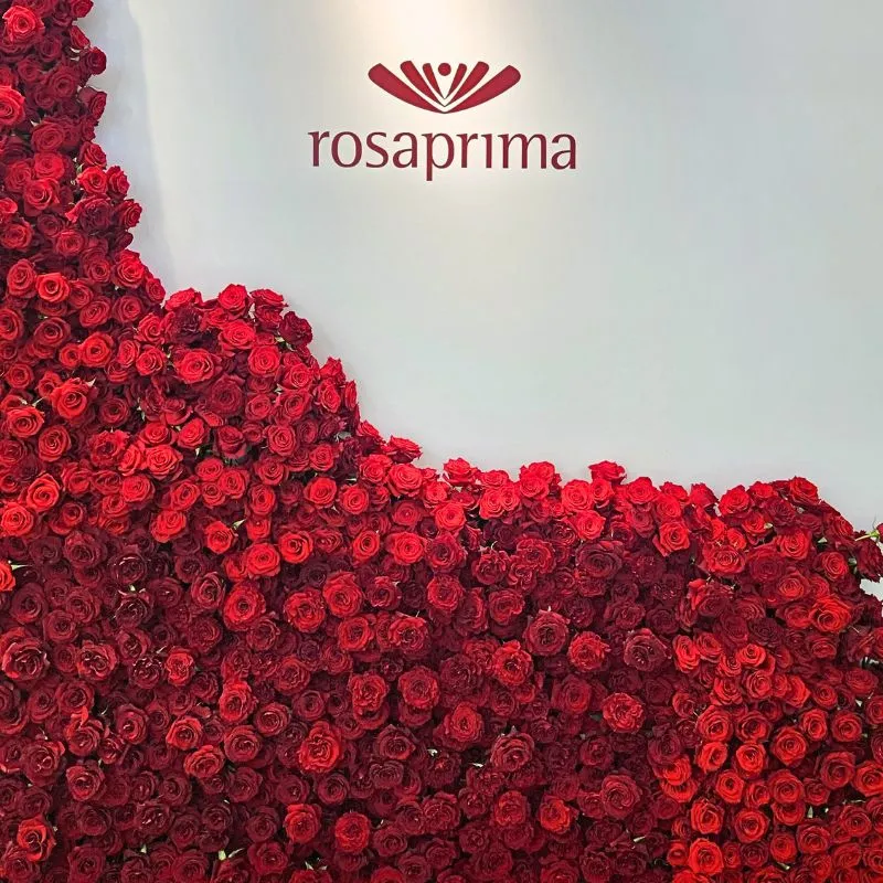 Rosaprima Redvolution roses