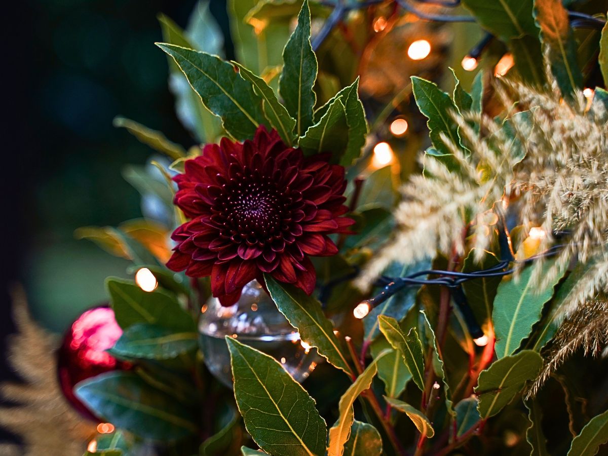 Decorum Plants and Flowers Indoors Can Brighten Up Your Dark and Gloomy Wintry Months