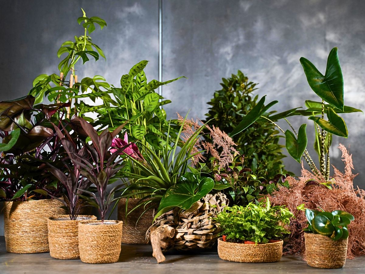 Decorum Plants and Flowers Indoors Can Brighten Up Your Dark and Gloomy Wintry Months