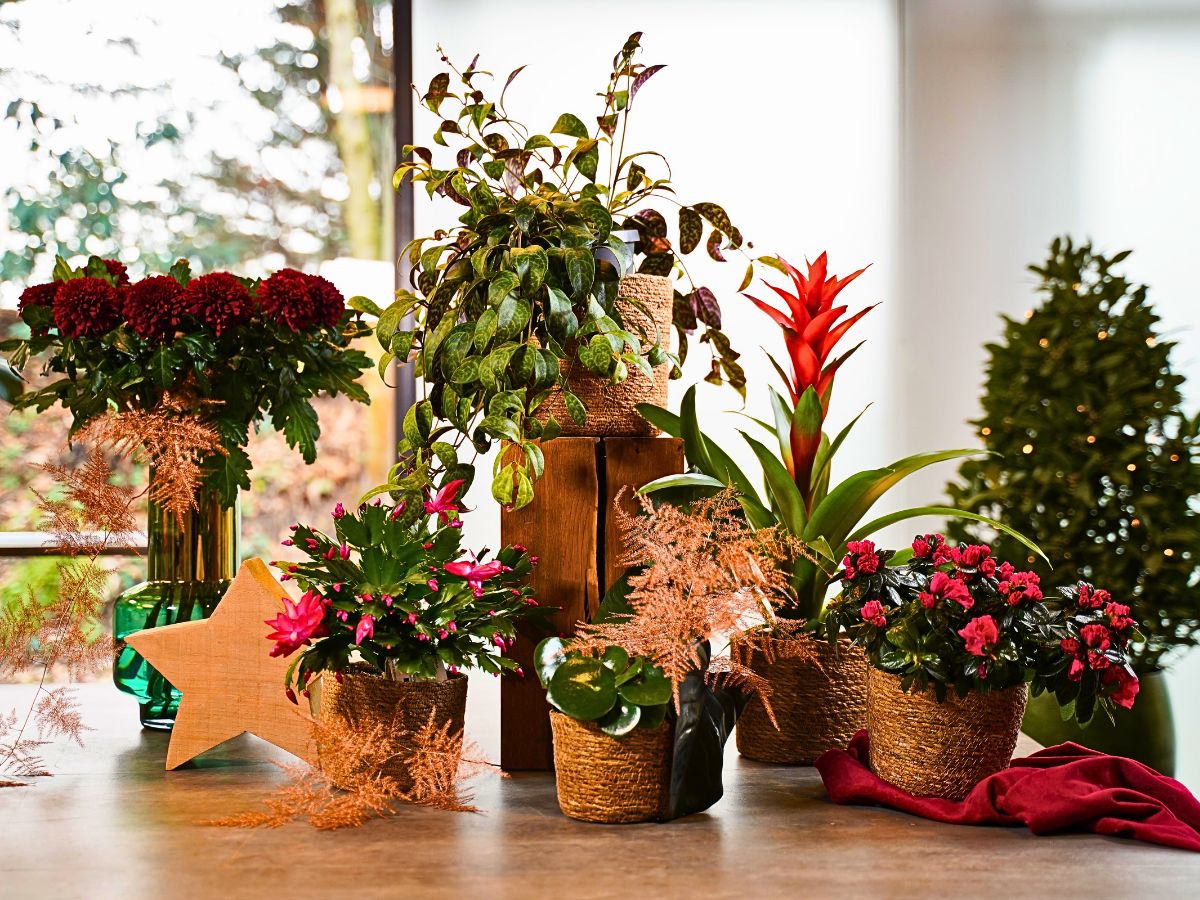 Decorum Plants and Flowers Indoors Can Brighten Up Your Dark and Gloomy Wintry Months