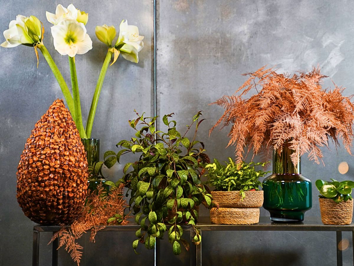 Decorum Plants and Flowers Indoors Can Brighten Up Your Dark and Gloomy Wintry Months