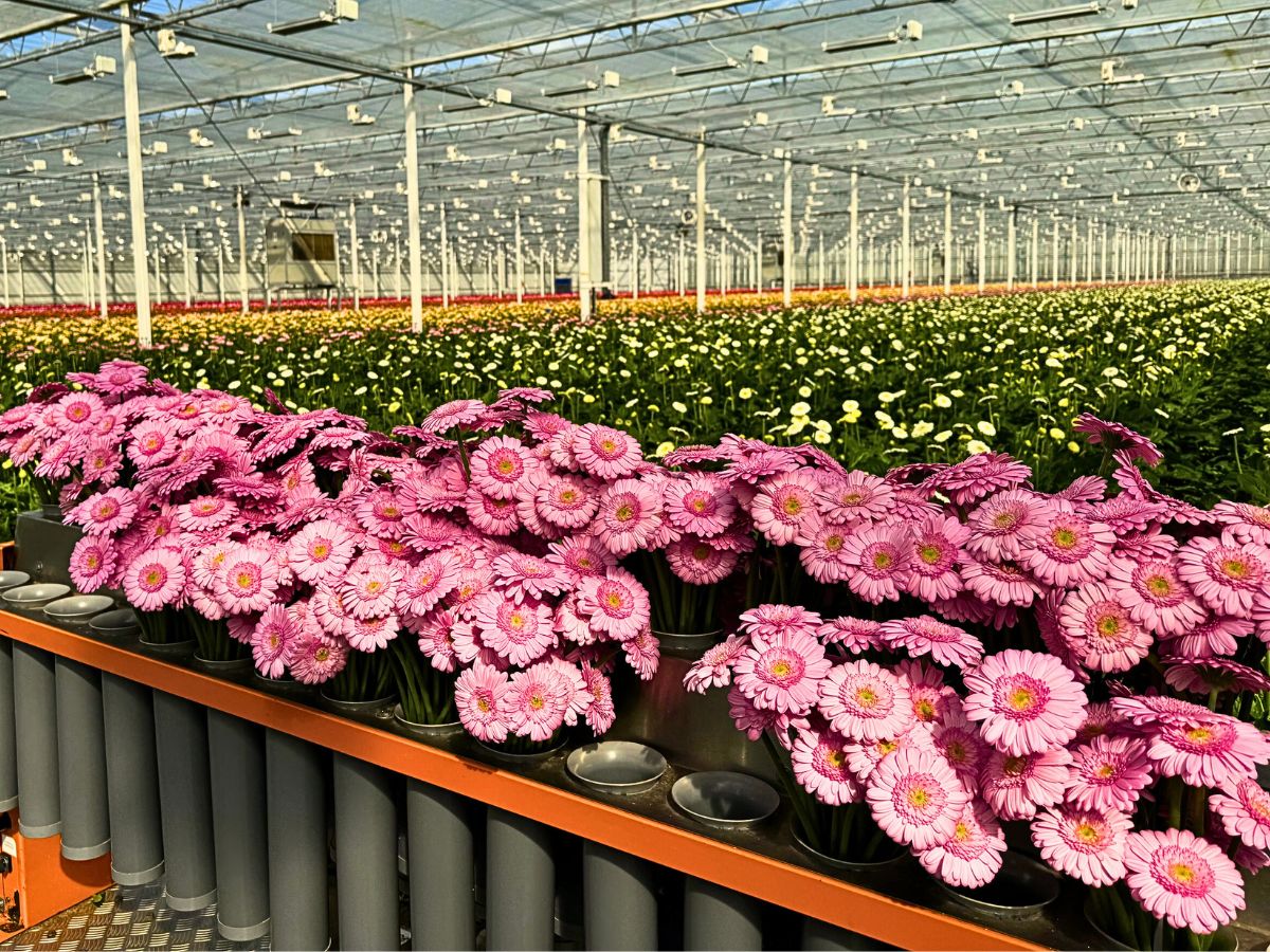 Peter Van Delft Visiting Oudijk Gerbera