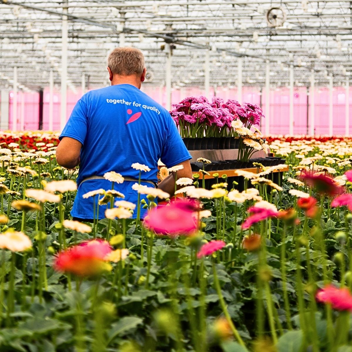 Peter Van Delft Visiting Oudijk Gerbera