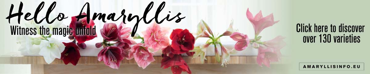 Banner Hello Amaryllis Desktop