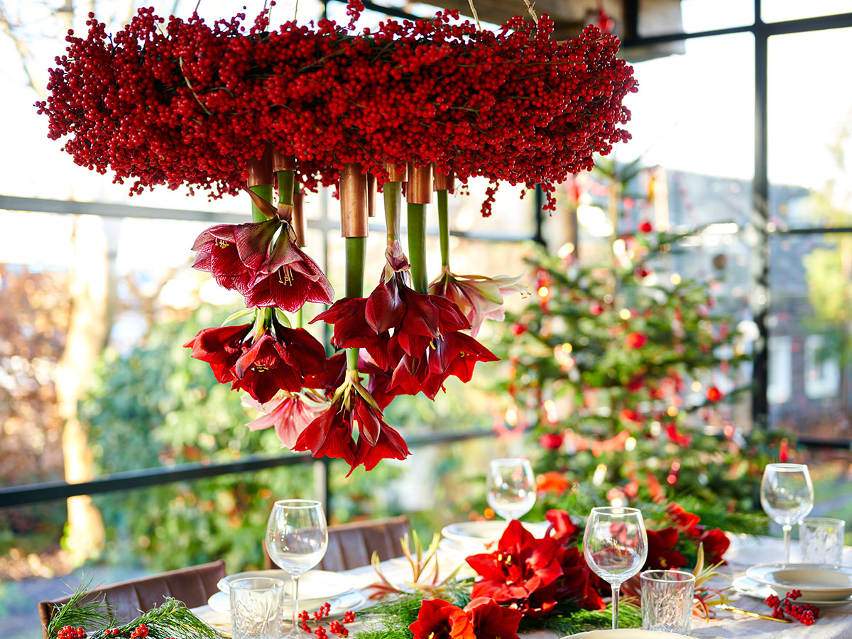 Beautiful hanging Christmas decoration using red Amaryllis