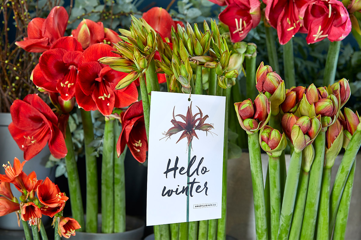 Amaryllis Hello Winter promo sign