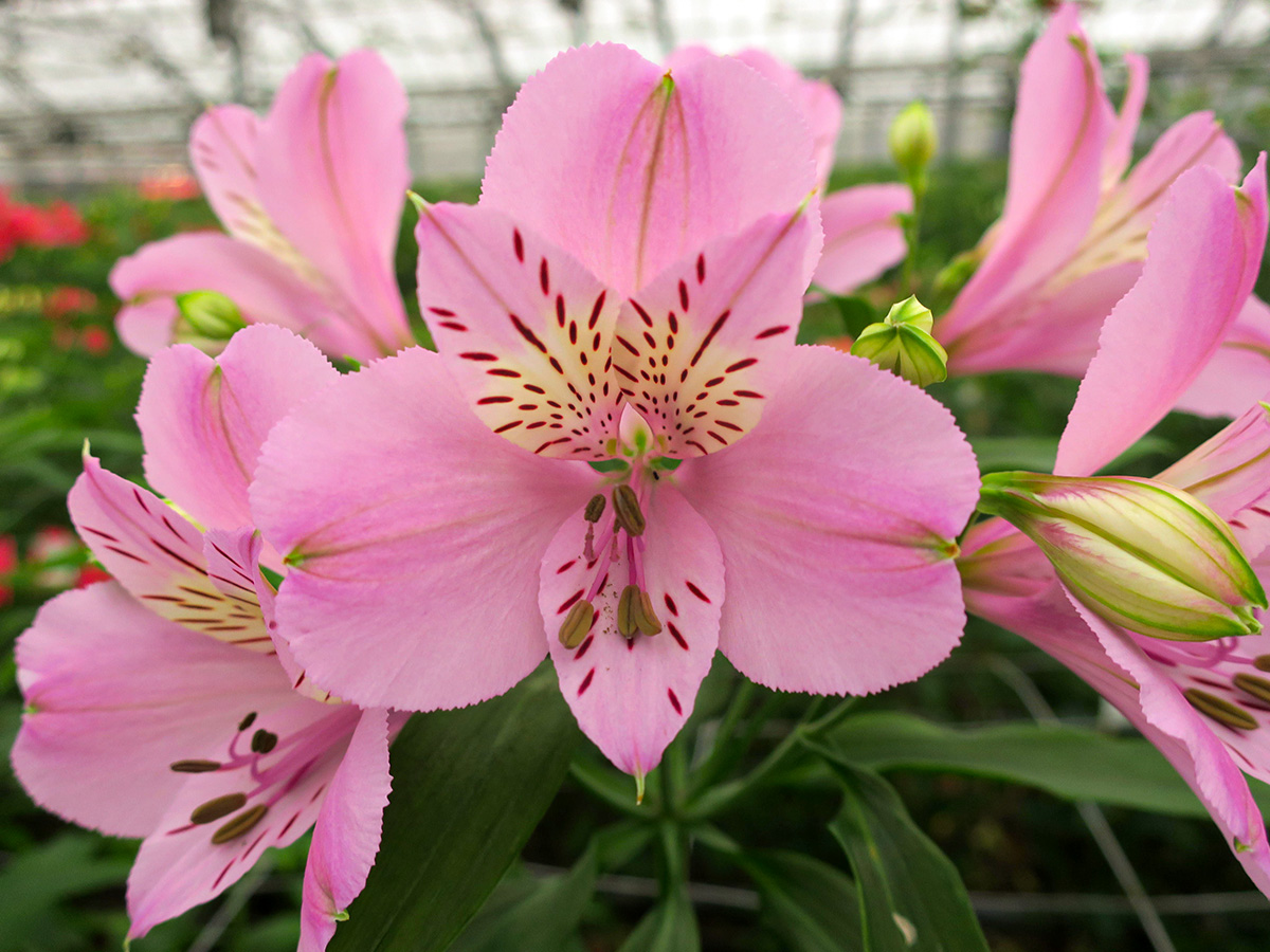 Konst Alstroemeria Sicilia