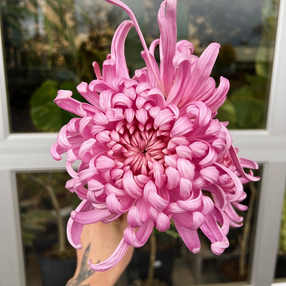 Pink Chrysanthemums in hand 