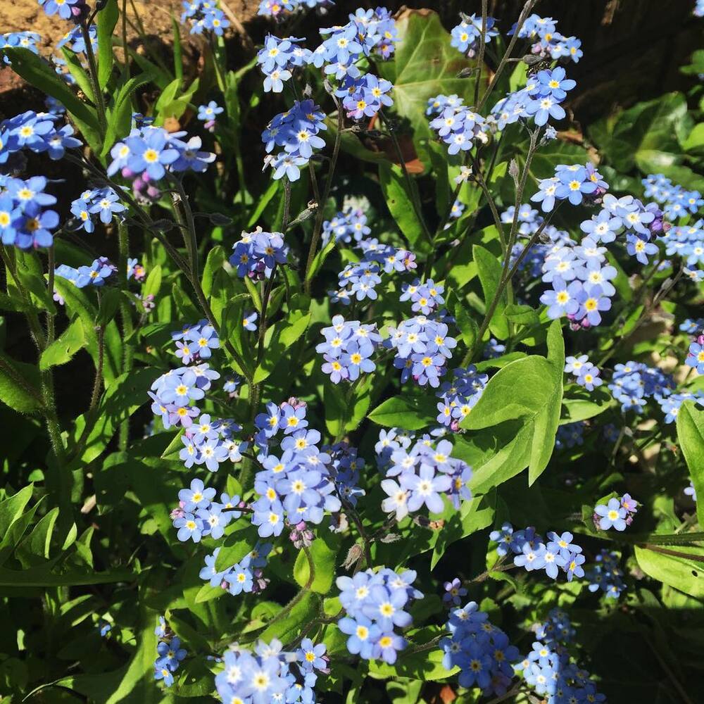 blue Forget me not at outdoor garden