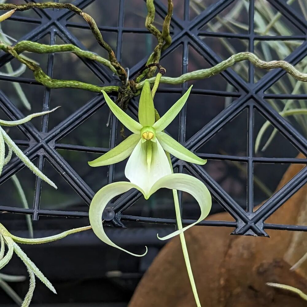 The Florida Ghost orchid flower 