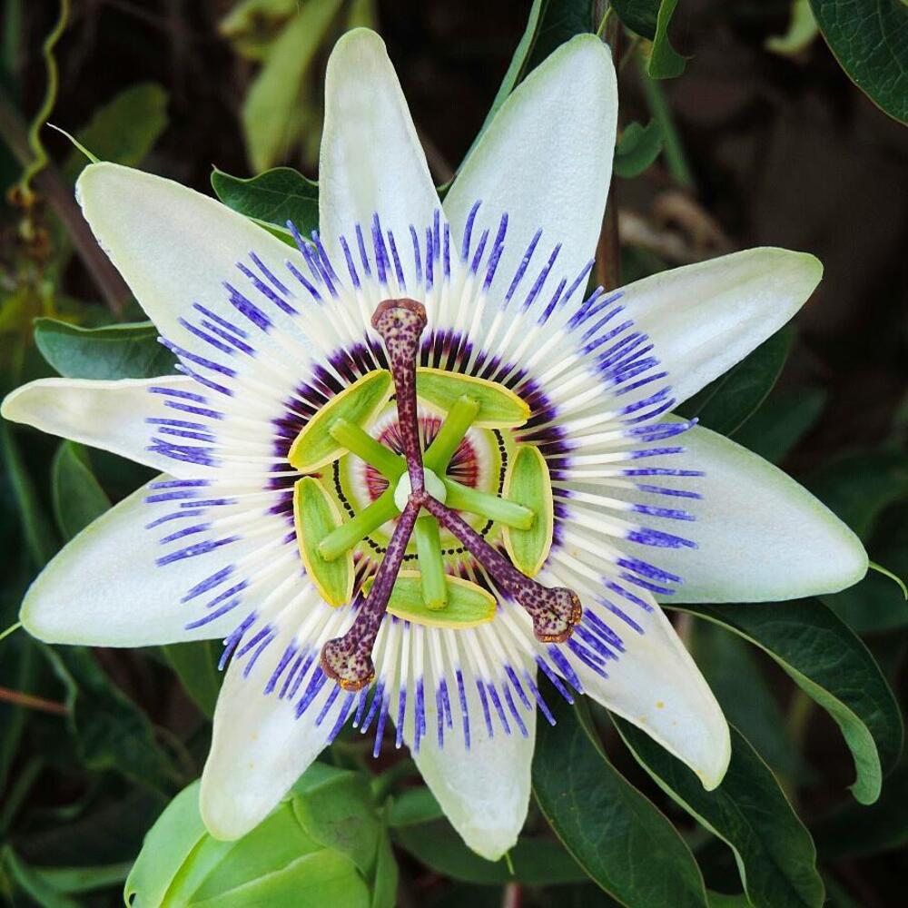 amazing and rare blue passionflower 