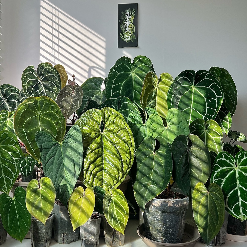 Green Anthurium plant for home