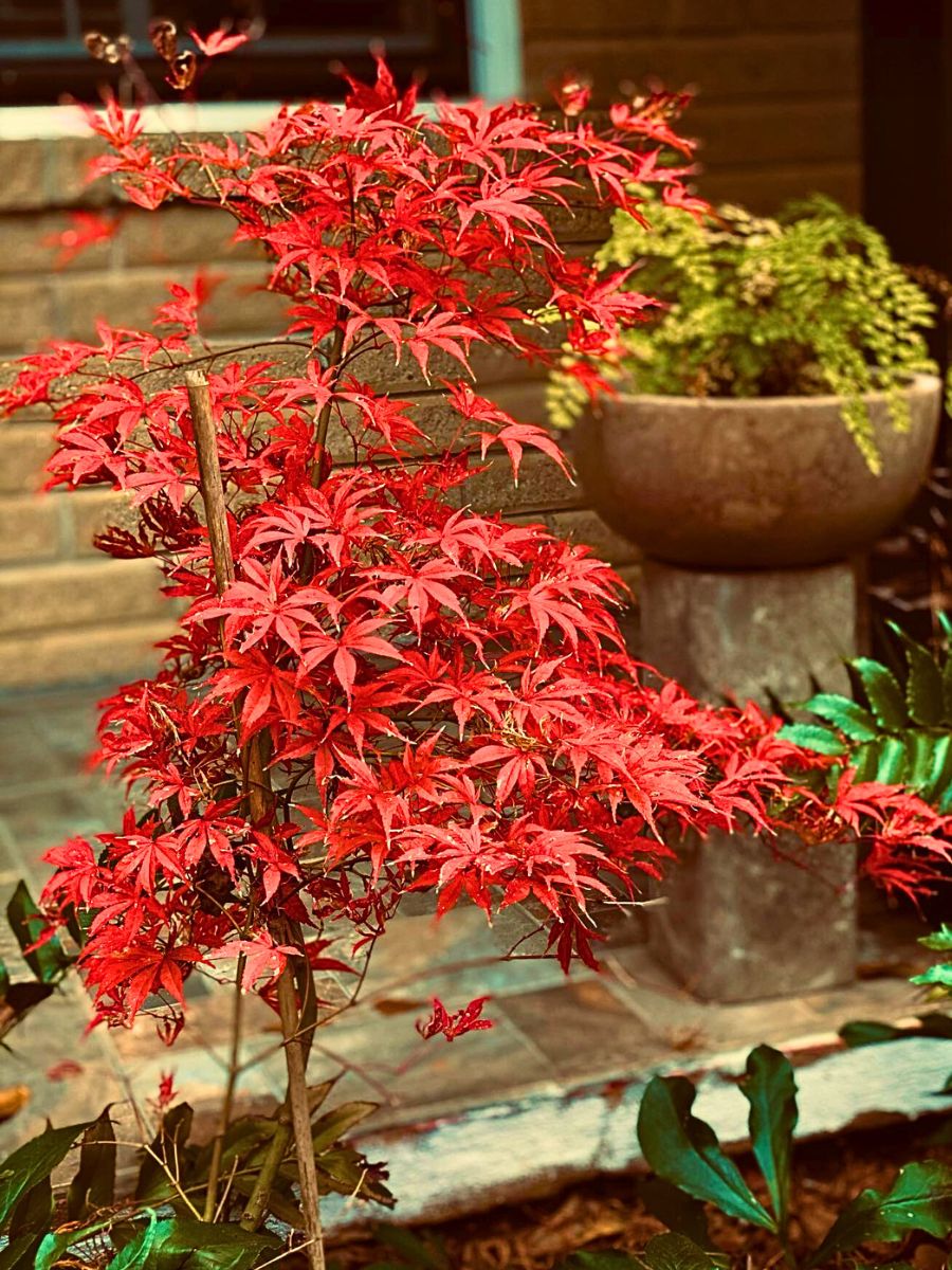 Dwarf Japanese Maple ​Also Called Acer Palmatum Is a Small but Impactful Addition to Any Garden