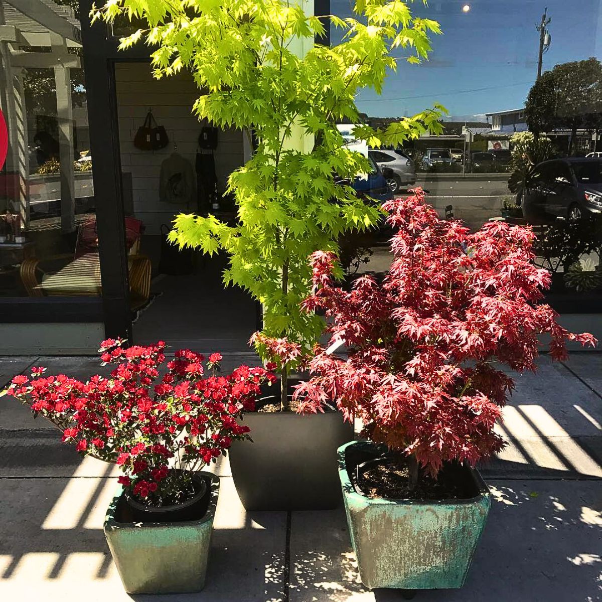 Dwarf Japanese Maple ​Also Called Acer Palmatum Is a Small but Impactful Addition to Any Garden