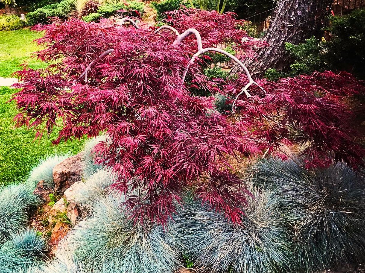 Dwarf Japanese Maple ​Also Called Acer Palmatum Is a Small but Impactful Addition to Any Garden