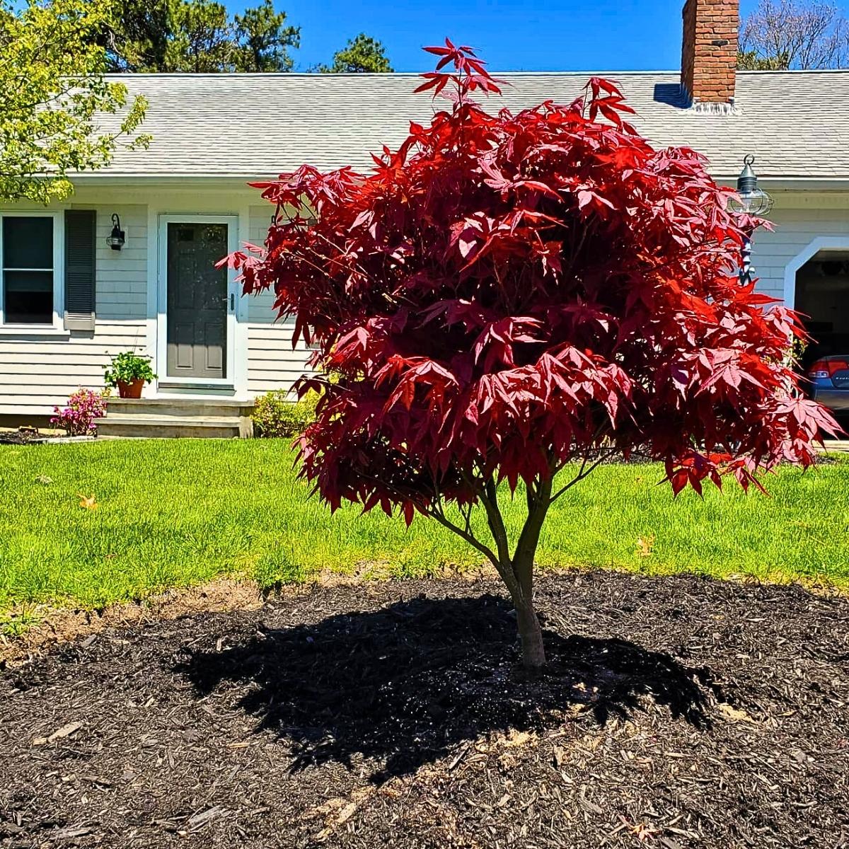 Dwarf Japanese Maple ​Also Called Acer Palmatum Is a Small but Impactful Addition to Any Garden