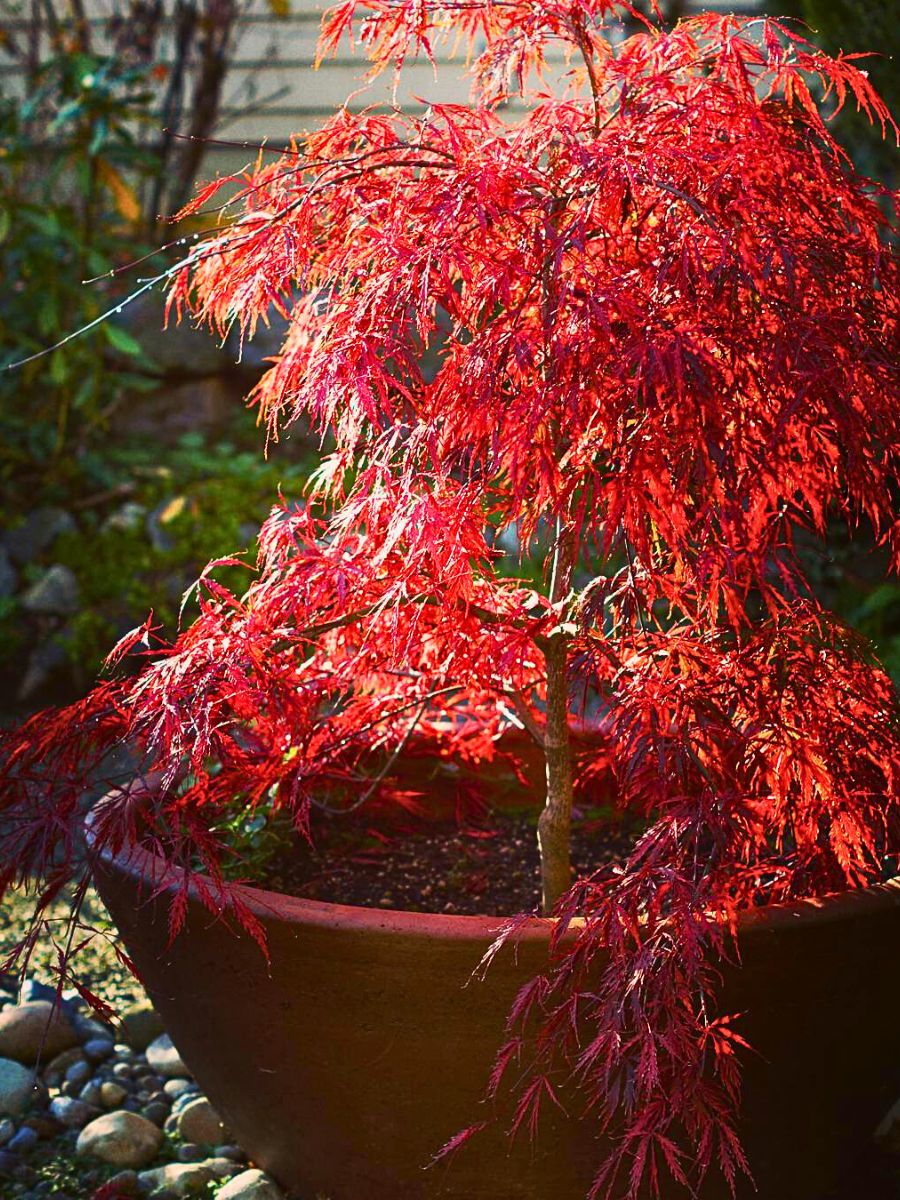 Dwarf Japanese Maple ​Also Called Acer Palmatum Is a Small but Impactful Addition to Any Garden