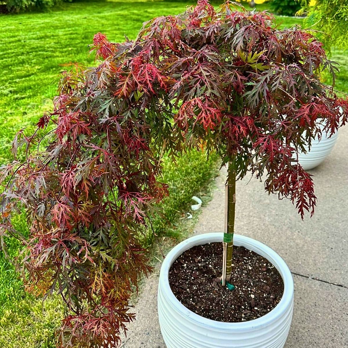 Dwarf Japanese Maple ​Also Called Acer Palmatum Is a Small but Impactful Addition to Any Garden