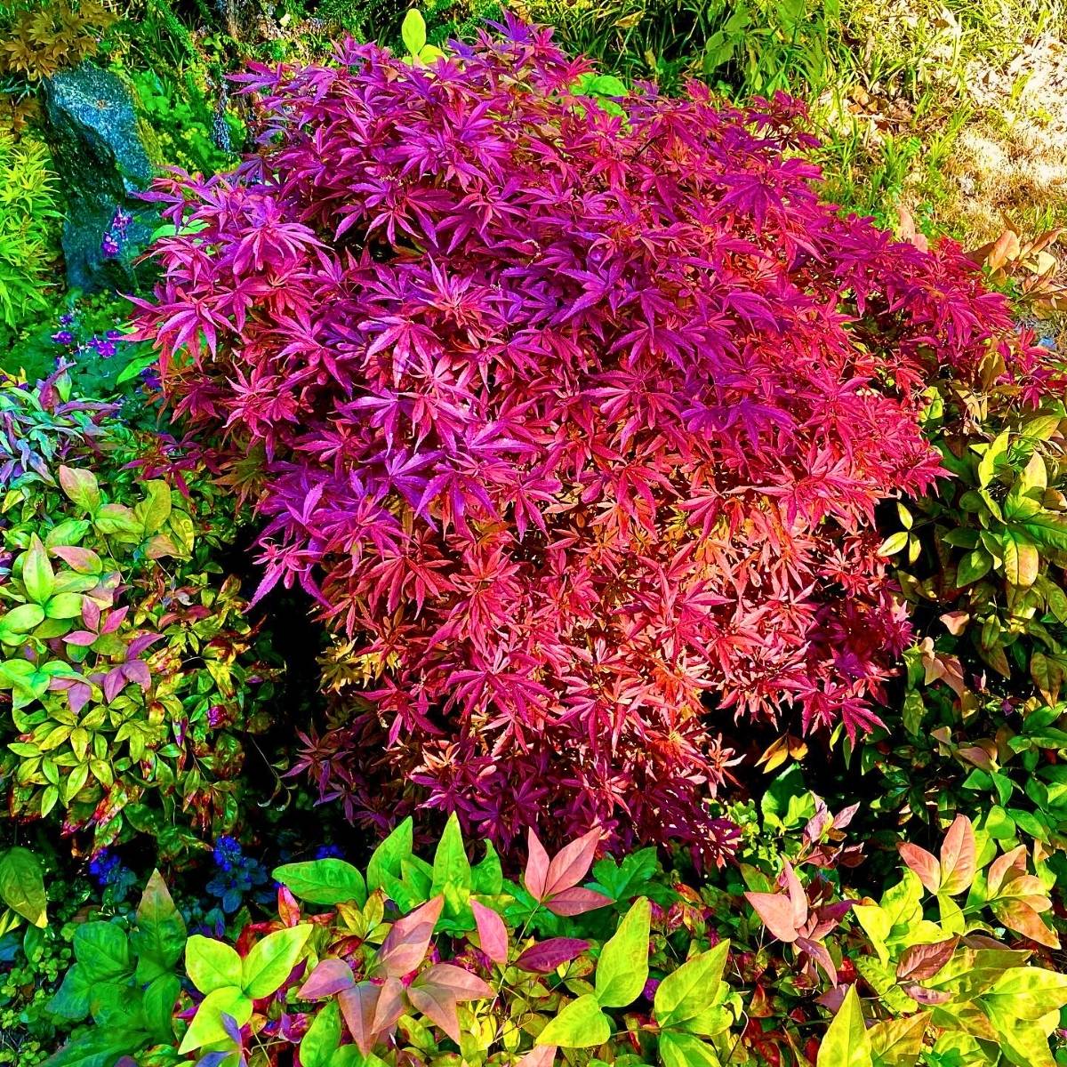 Dwarf Japanese Maple ​Also Called Acer Palmatum Is a Small but Impactful Addition to Any Garden