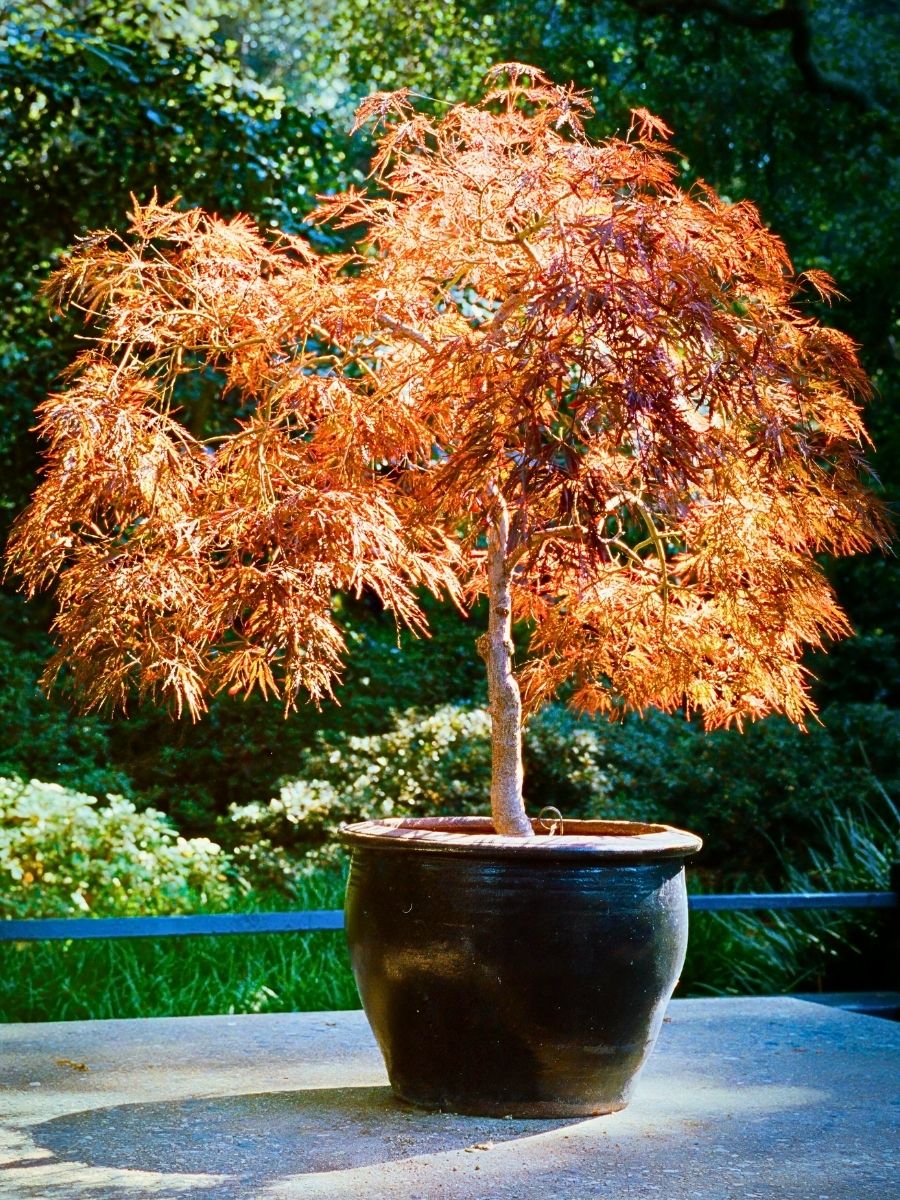 Dwarf Japanese Maple ​Also Called Acer Palmatum Is a Small but Impactful Addition to Any Garden