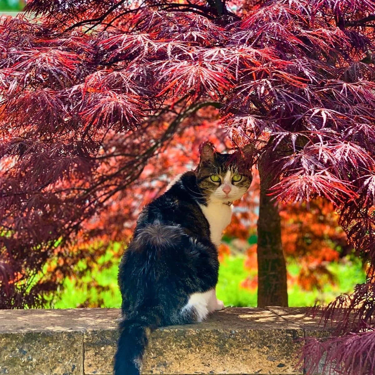 Dwarf Japanese Maple ​Also Called Acer Palmatum Is a Small but Impactful Addition to Any Garden