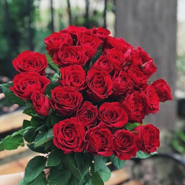 most beautiful red rose flowers