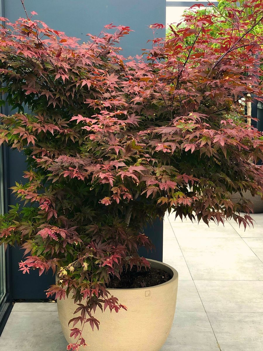 Dwarf Japanese Maple ​Also Called Acer Palmatum Is a Small but Impactful Addition to Any Garden