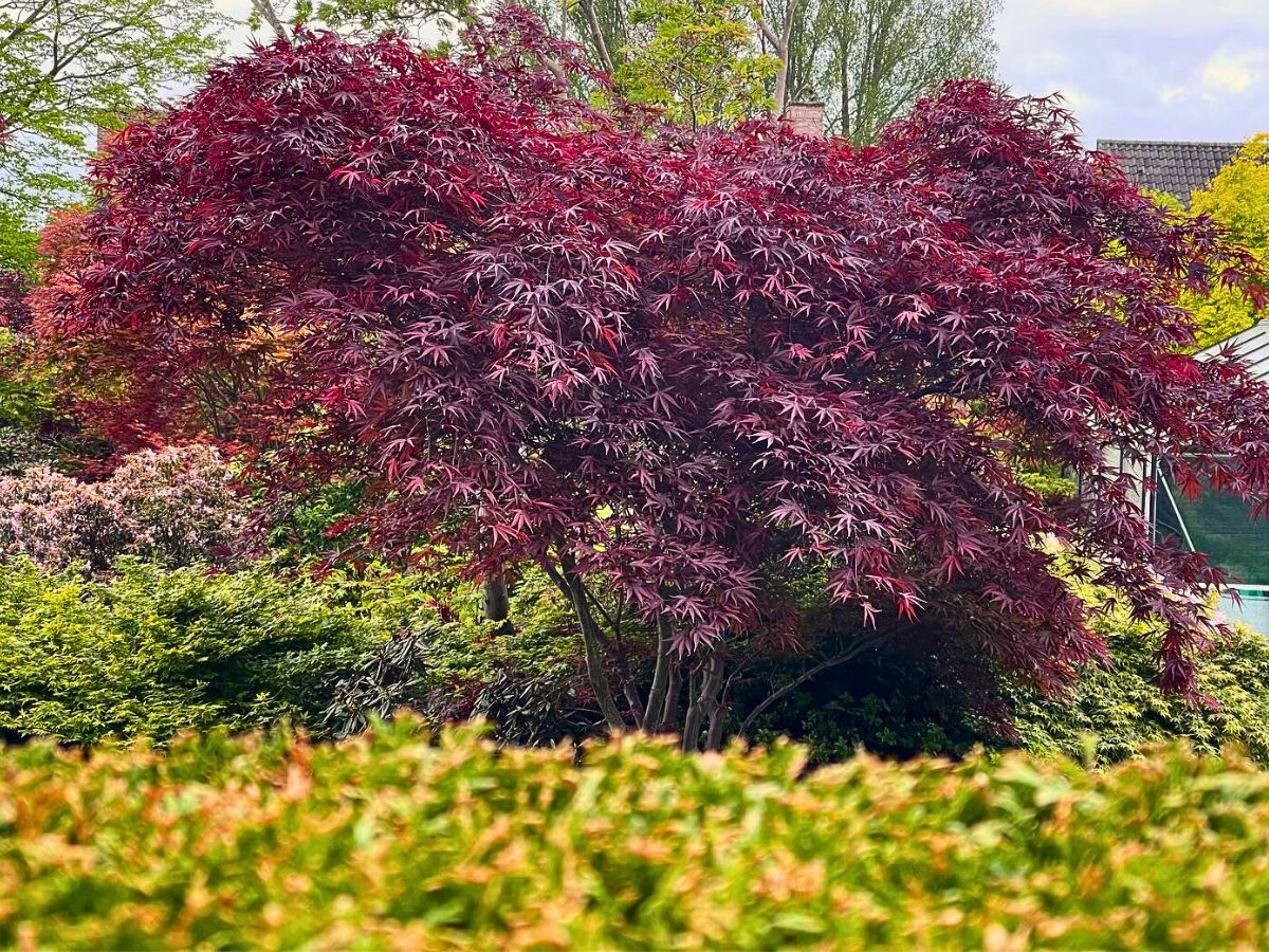 Dwarf Japanese Maple ​Also Called Acer Palmatum Is a Small but Impactful Addition to Any Garden