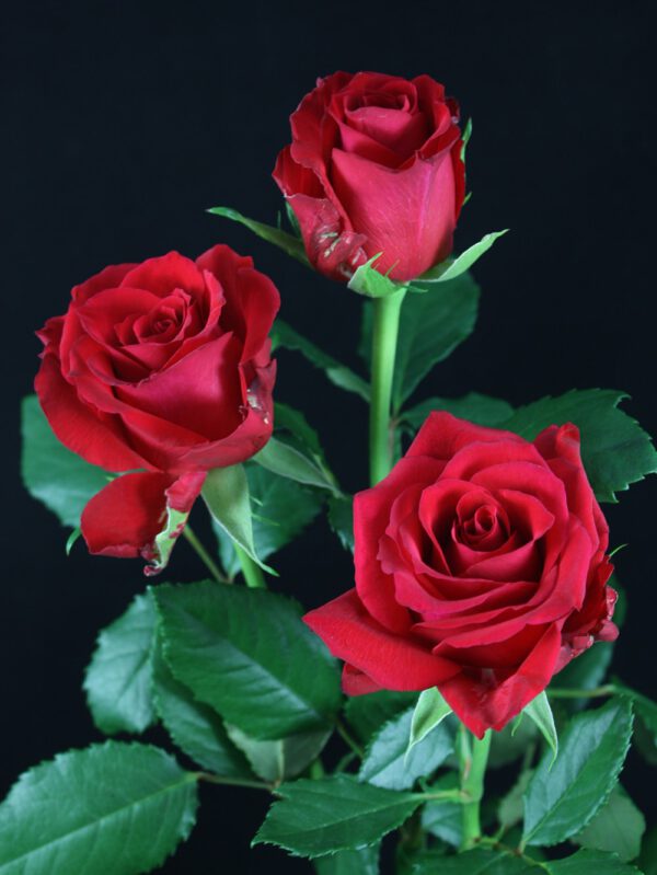 These Are the Most Beautiful Red Roses for Christmas Red Calypso Rose