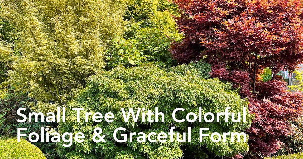 Discover the Beauty and Versatility of Dwarf Japanese Maples Also Called Acer Palmatum