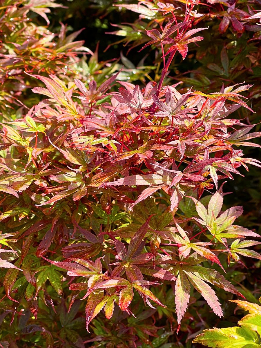 Dwarf Japanese Maple ​Also Called Acer Palmatum Is a Small but Impactful Addition to Any Garden