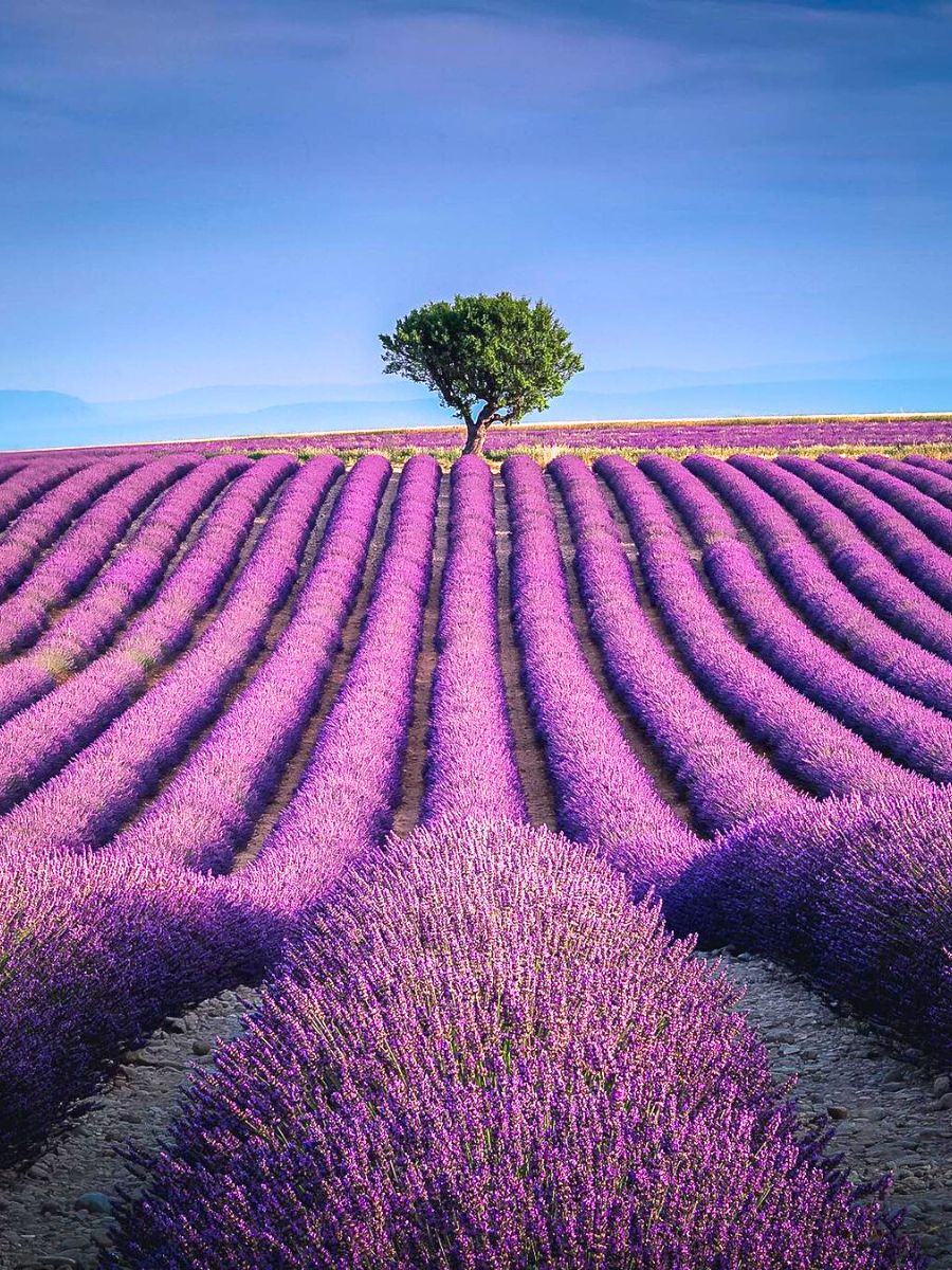 Meaning of lavender flowers