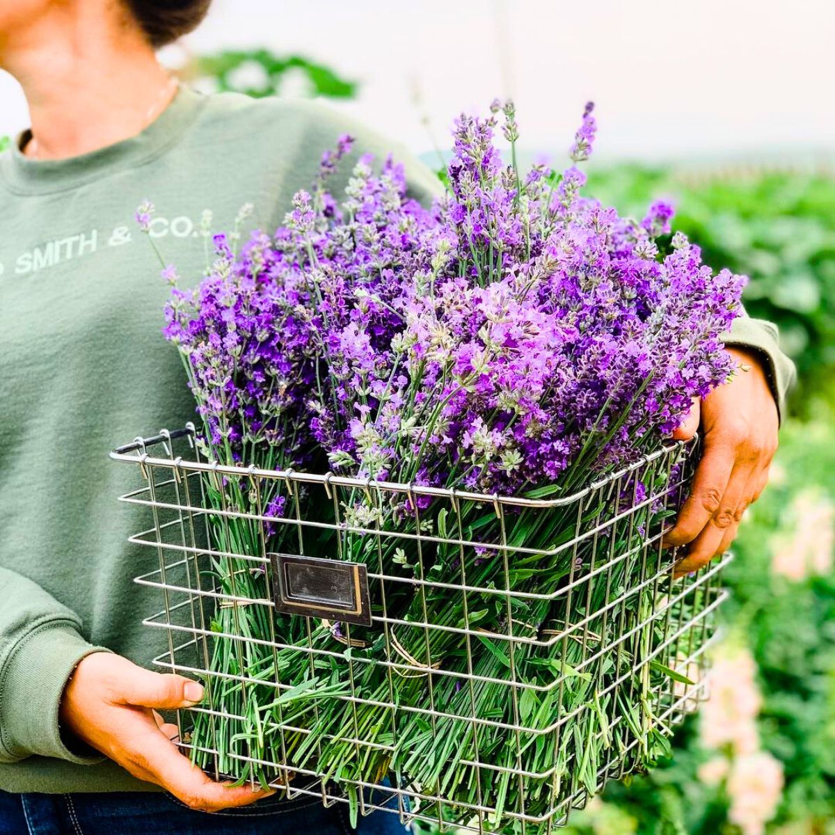 Lavender bouquets in a basket