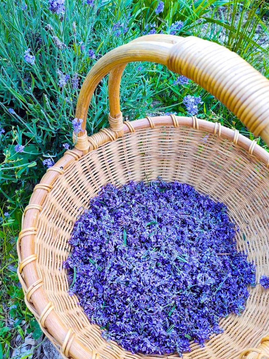 Lavender spiritual meaning