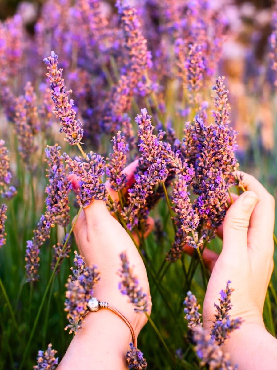 Lavender plant meaning