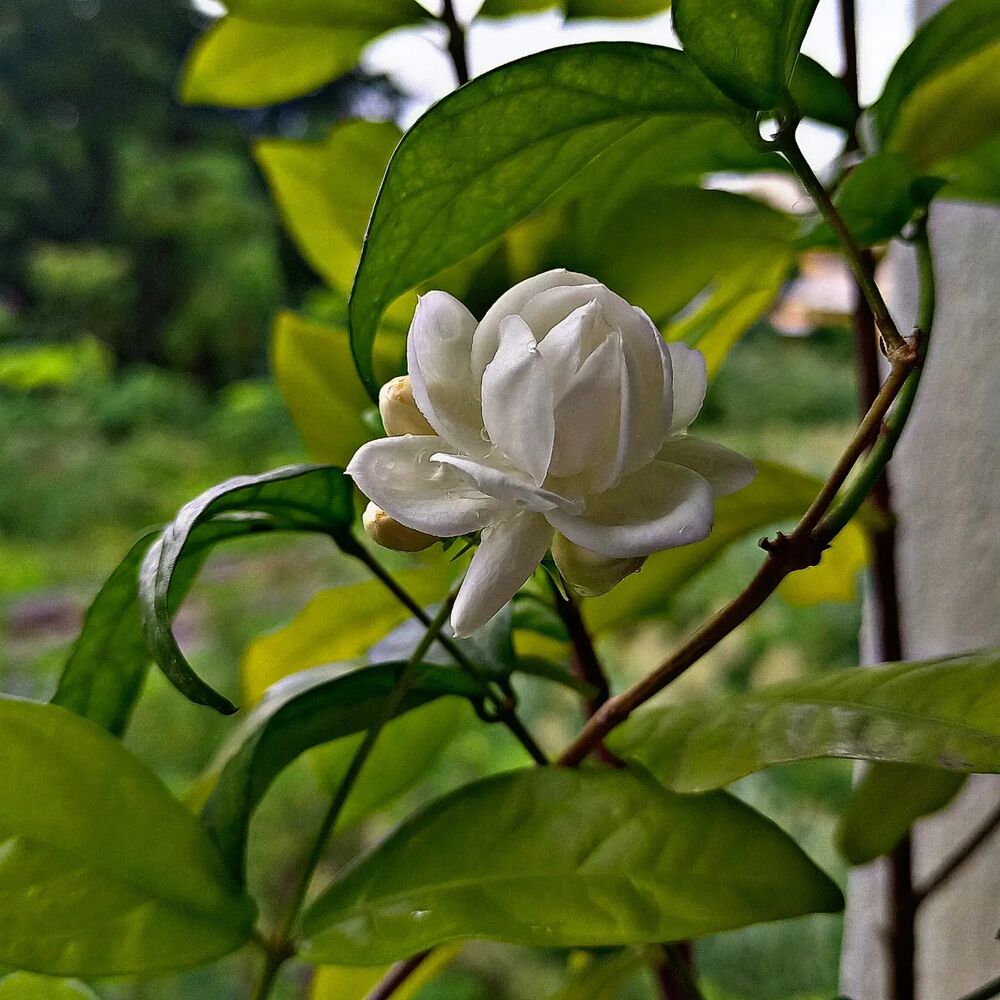 Jasmine flower beauty product