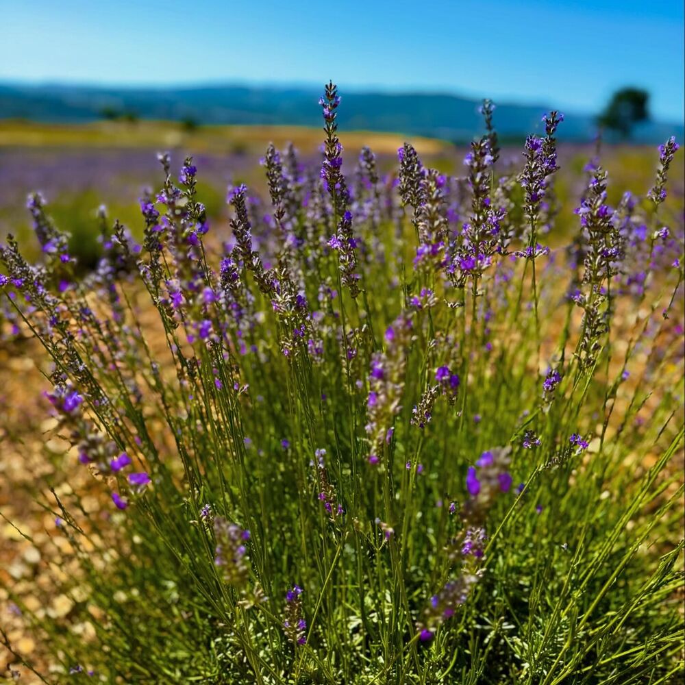 lavender in jungle area