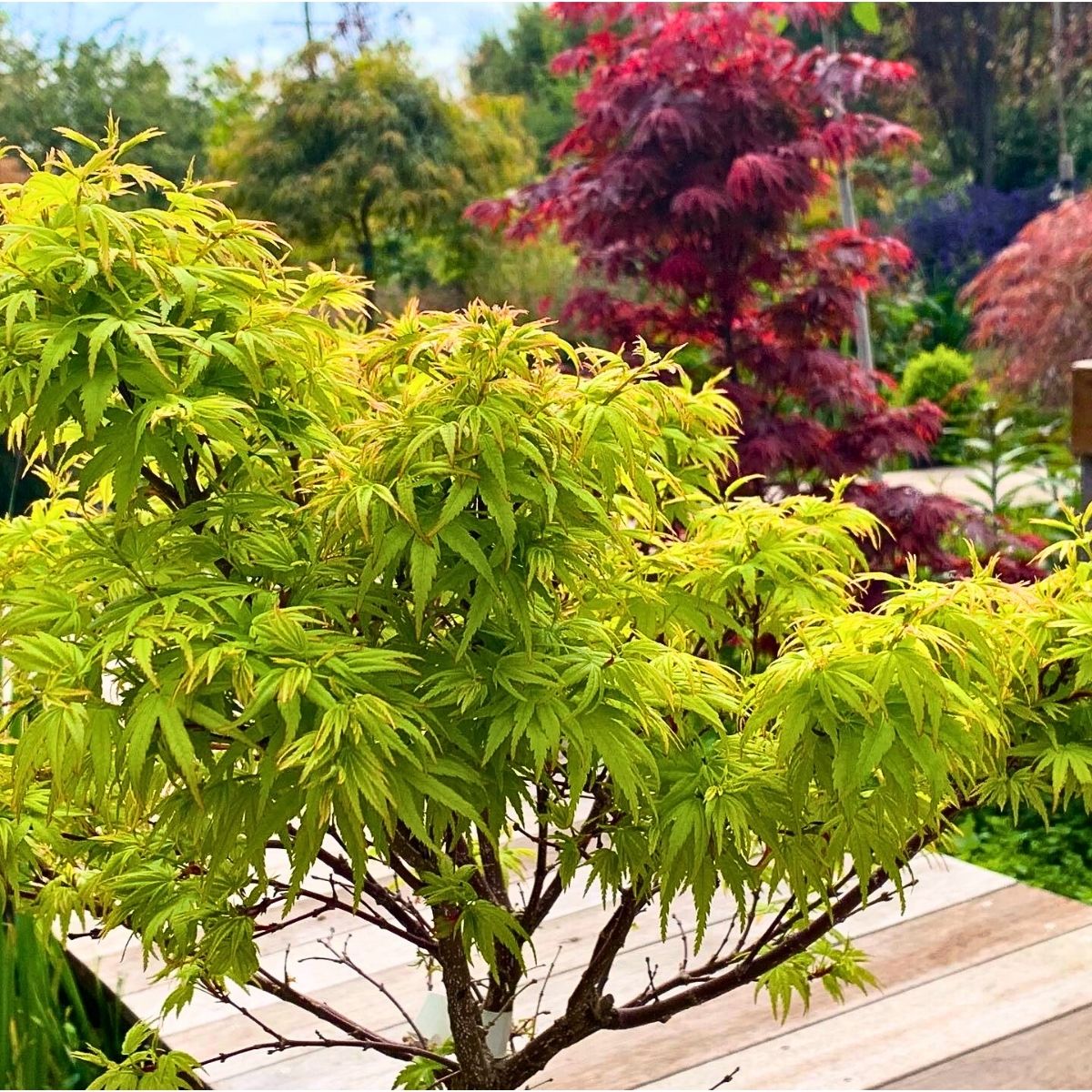 Discover the Beauty and Versatility of Dwarf Japanese Maples Also Called Acer Palmatum