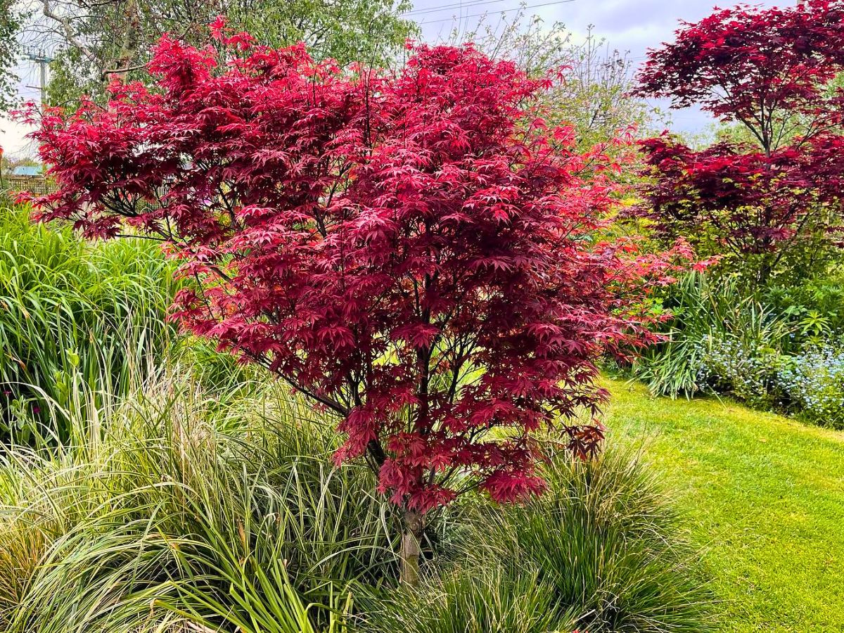 Dwarf Japanese Maple Is a Small but Beautiful and Versatile Addition to Any Garden