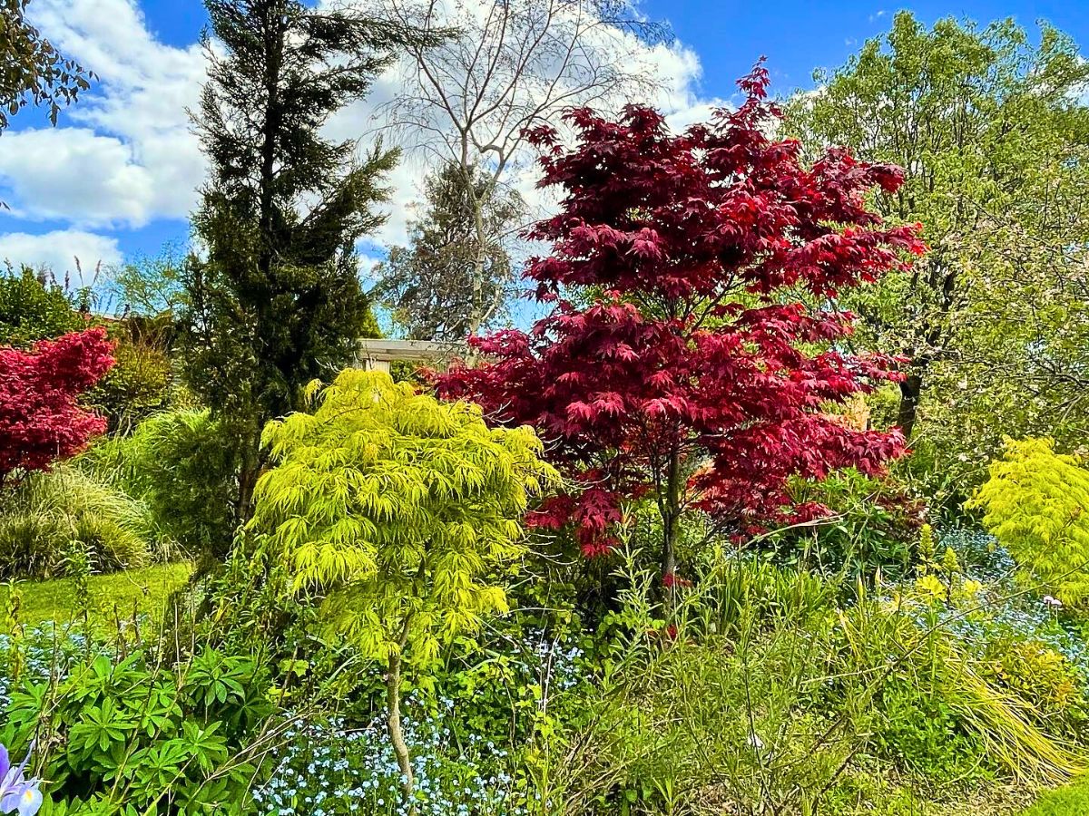 Dwarf Japanese Maple Is a Small but Beautiful and Versatile Addition to Any Garden