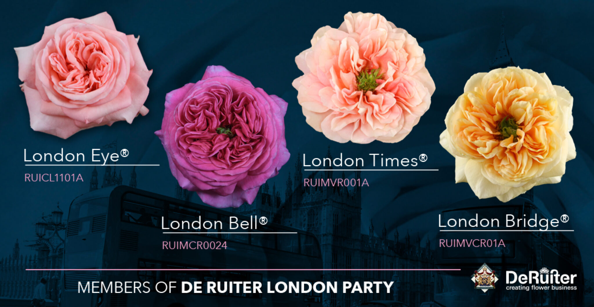 London Eye Rose and Her Genetic Sisters De Ruiter