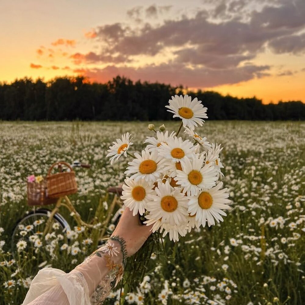 White Flower beauuty 