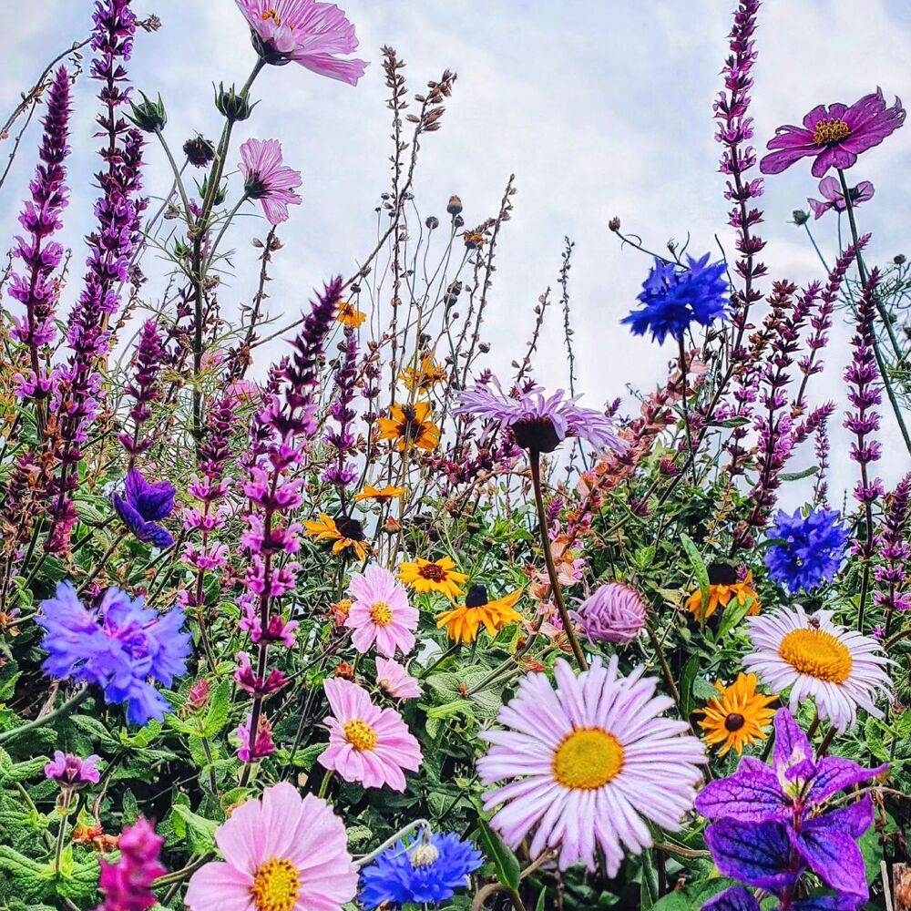 Verities of flower in the garden area