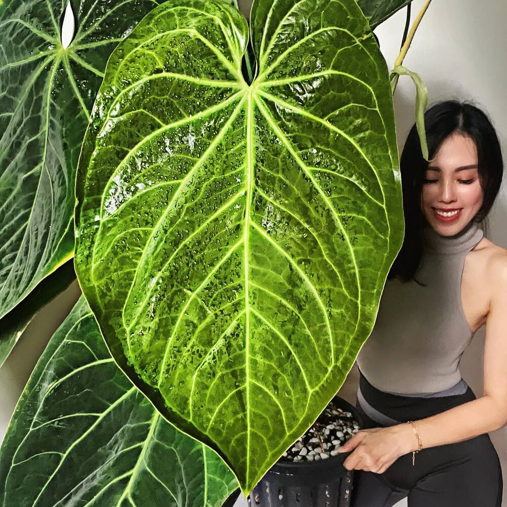 lady with big plant leaf