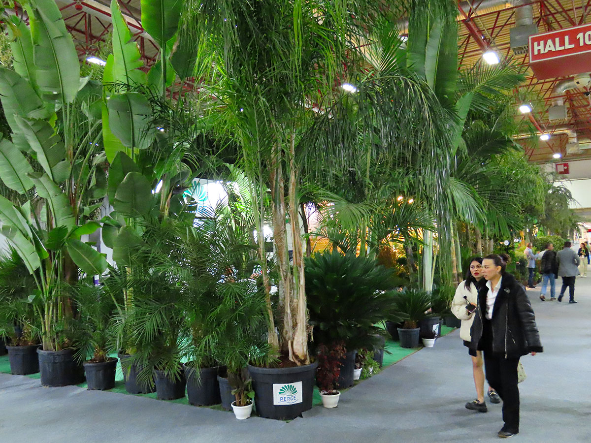 Big Plants and trees at LIF 2024